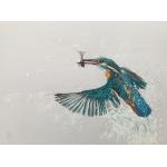 Kingfisher Rising